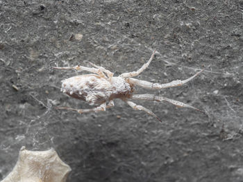 Close-up of spider on web