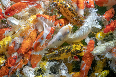 Close-up of koi fish in sea