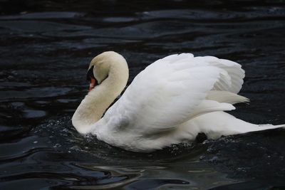 Close-up of swan swimming in lake