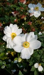 Close-up of white flowers blooming outdoors