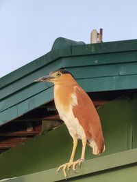 Close-up of bird perching