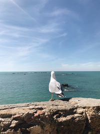 Seagull on rock in sea against sky