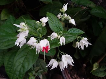 Close-up of flowers blooming outdoors