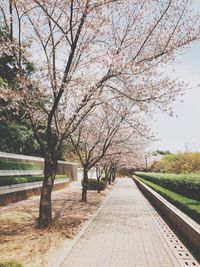 View of cherry blossom trees in park