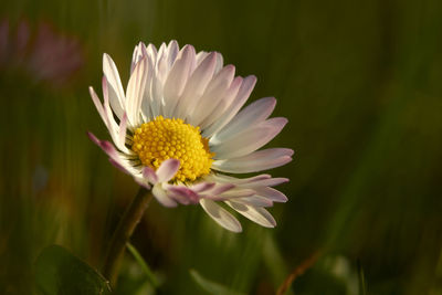 Close-up of white flower