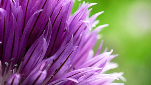 Close-up of pink flowers