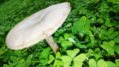 High angle view of mushroom growing on field