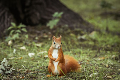 Portrait of lion sitting on field