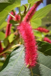 Close-up of red flower