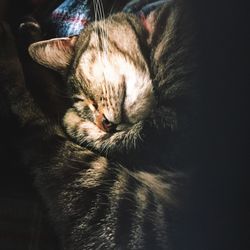 Close-up of cat sleeping
