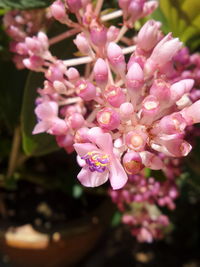 Close-up of pink flowers