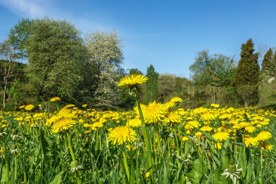 Yellow flowers blooming in field
