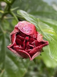 Close-up of red rose