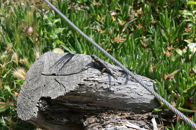 Close-up of lizard on wood