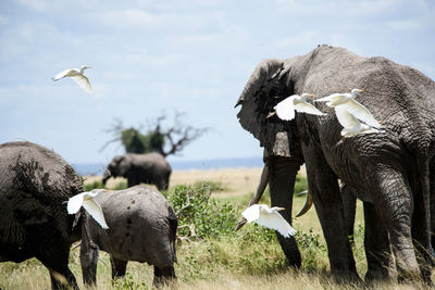 Egret flying by elephants grazing on grassy field