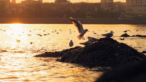 Birds flying over lake during sunset