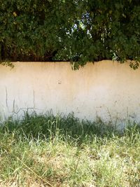 Scenic view of grass against trees