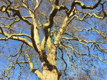 Low angle view of bare tree against sky