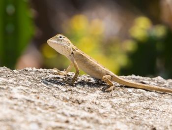 Close-up of lizard