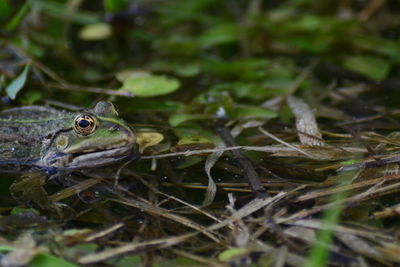 Close-up of insect on plant