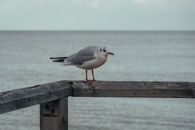 Seagull perching on wooden post