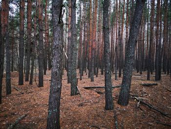 Trees growing in forest