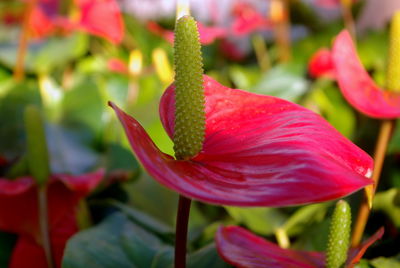 Close-up of pink anthuriums blooming outdoors