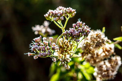 Close-up of flowering plant