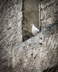 Low angle view of seagull on wall