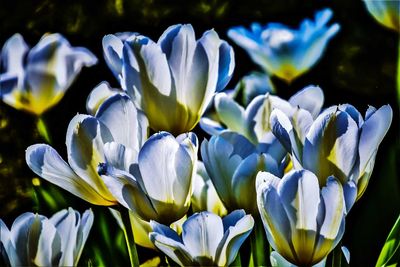 Close-up of white crocus flowers