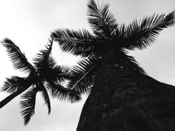 Low angle view of palm tree against sky