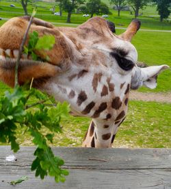 Close-up of giraffe eating leaves on field