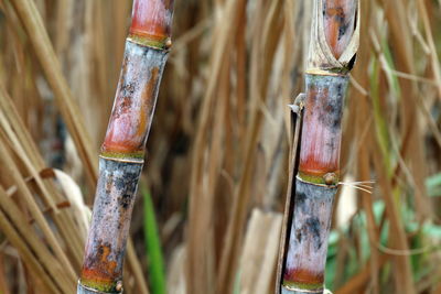 Close-up of bamboo on wood