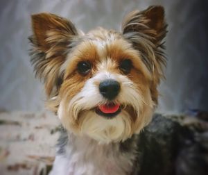 Close-up portrait of dog