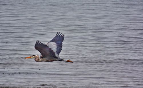 Close-up of bird flying over lake