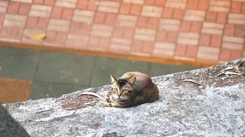 Cat relaxing on wall