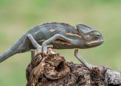 Close-up of lizard