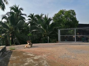 View of a cat sitting on palm trees