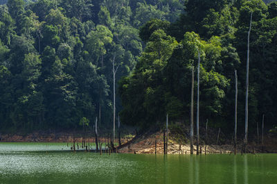 Scenic view of lake amidst trees in forest