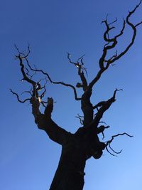 Low angle view of bare trees against clear sky