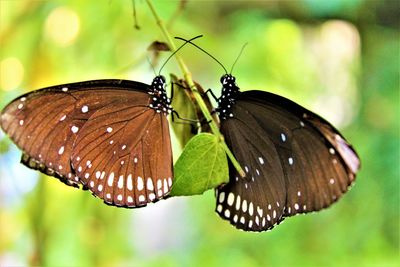 Close-up of butterflies resting