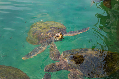 High angle view of turtle swimming in sea