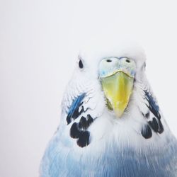 Close-up portrait of owl