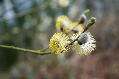 Close-up of yellow flowering plant