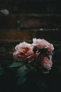 Close-up of rose bouquet