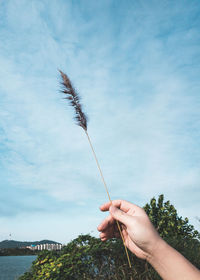 Cropped hand holding plant against sky