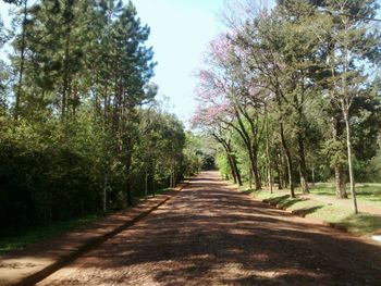 Road passing through trees