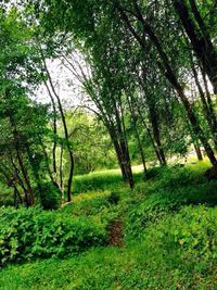 Trees in forest
