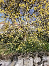 Close-up of yellow flowering plant