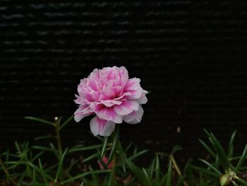 Close-up of pink flower blooming outdoors